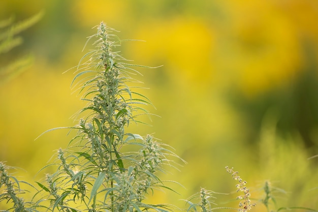 Medical cannabis, plant, young shoot on a yellow background.