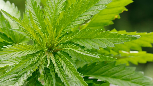 Medical cannabis, young green leaves and seeds. Selective focus.