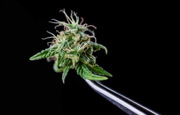 Medical cannabis