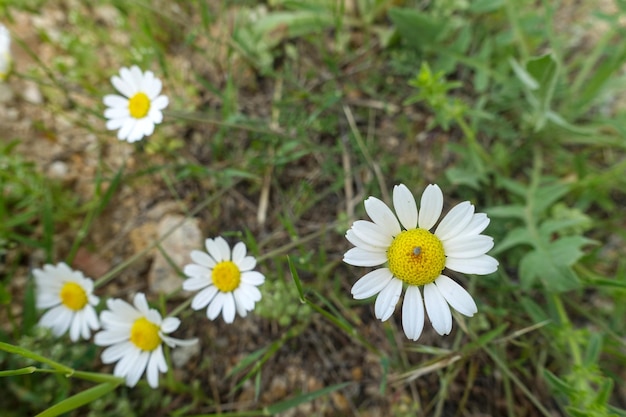 自然環境で育った医療用カモミール植物は、春にカモミールの花をクローズ アップします。