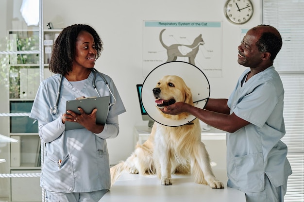 Medical colleagues in uniforms working together with domestic dog during medical exam at vet clinic