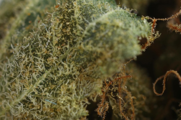 Medical dry cannabis close up