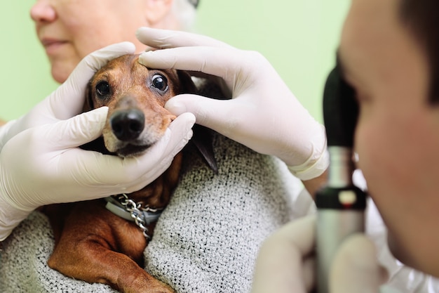 Medical examination of dog dachshunds in a veterinary clinic