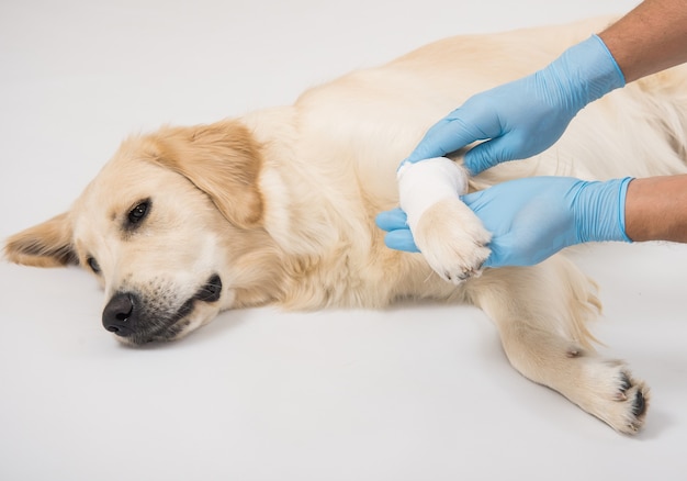 Medical examination of a white dog paws with hands in gloves