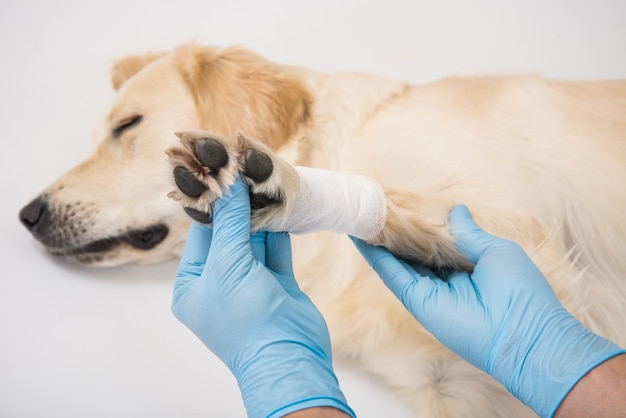 Medical examination of a white dog paws with hands in gloves