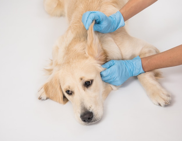 Medical examination of a white dogs ears with hands in gloves 
