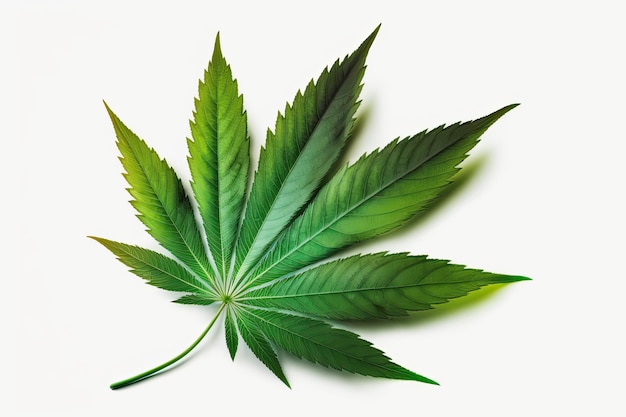 의료 마리화나 개념 흰색 배경에 대마초 잎과 의약품 Generative AI