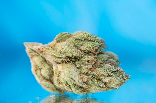 Medical marijuana flower for dispensary menu cannabis bud