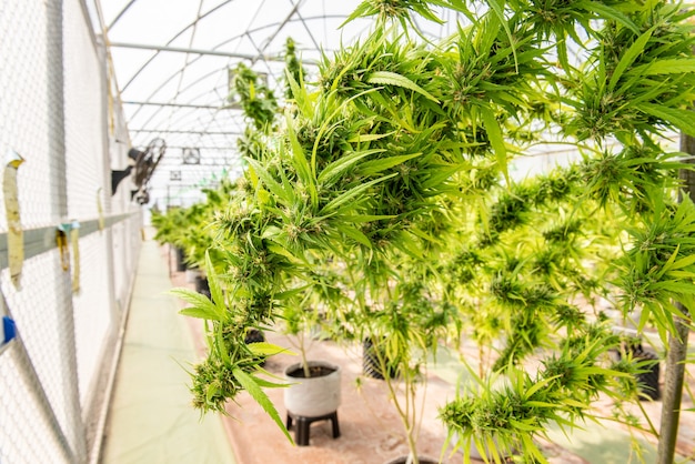 Фото Медицинская марихуана в цветке конопли перед сбором урожая концепция травяной альтернативной медицины, масла cbd, индустрии медицины в теплице.