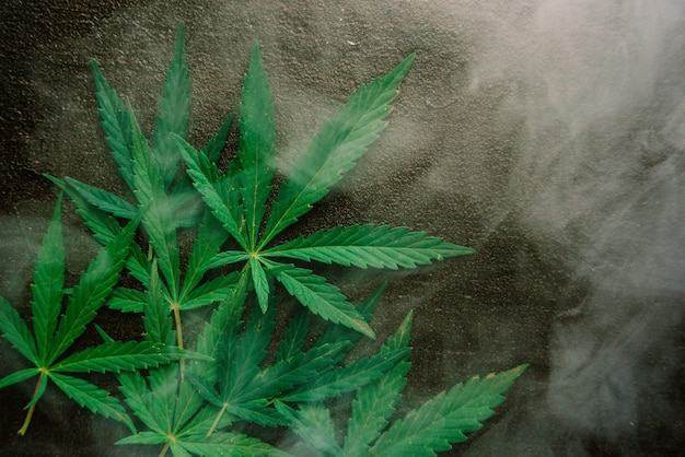 Medical marijuana leaves in smoke on a black background 1