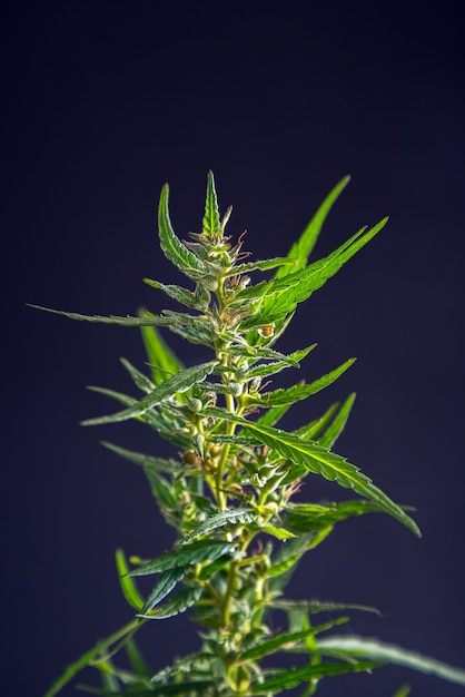 의료용 마리화나 식물, CBD 함량이 높은 대마초