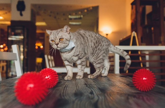 Фото Медицинская маска для кошки защищенная от вируса кошка изолированная кошка дома