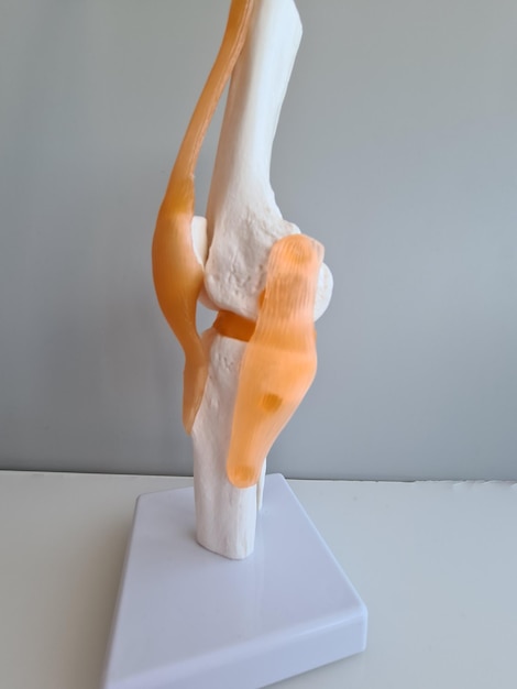 Medical model of the knee tendon and muscle anatomy