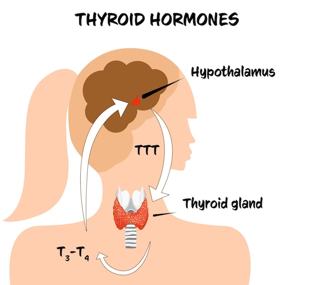 Photo medical poster with thyroid hormones image on white background