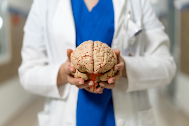 medical professional holding a human brain model in a hospital setting a health worker in scrubs presents a detailed brain model while standing in a clinical environment