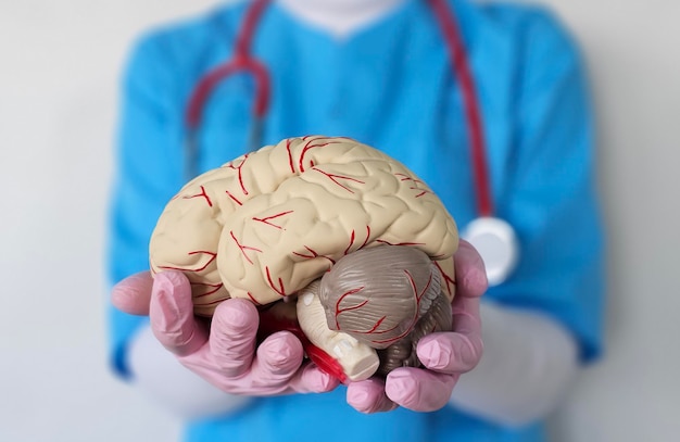 medical professional holds detailed model of a human brain