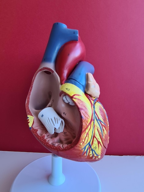 Photo medical science for education and healthcare cardiac or vascular therapy closeup