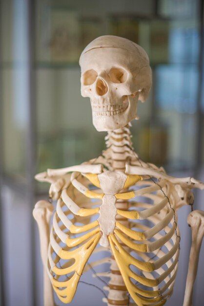 Medical skeleton