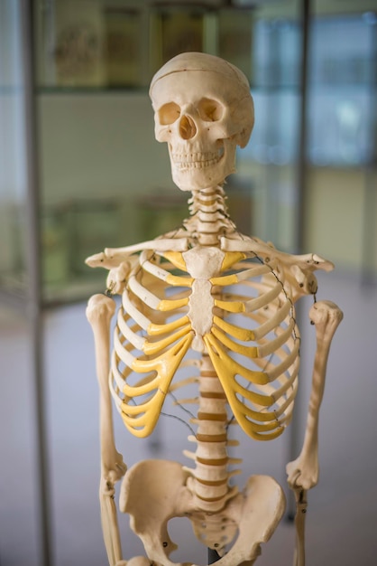 Medical skeleton