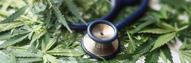 Medical stethoscope lying on green leaves of marijuana closeup