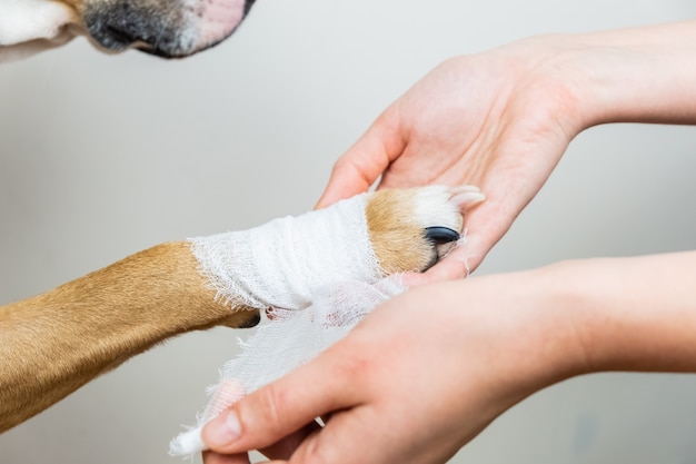 Trattamento medico del concetto di animale domestico: bendare la zampa di un cane. mani che applicano fasciatura su una parte del corpo ferita di un cane, vista del primo piano.