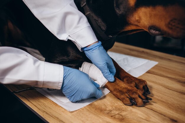 Medical treatment of pet concept bandaging a dog's paw Hands applying bandage on a wounded body part of a dog