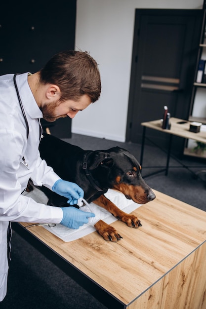 Medical treatment of pet concept bandaging a dog's paw Hands applying bandage on a wounded body part of a dog