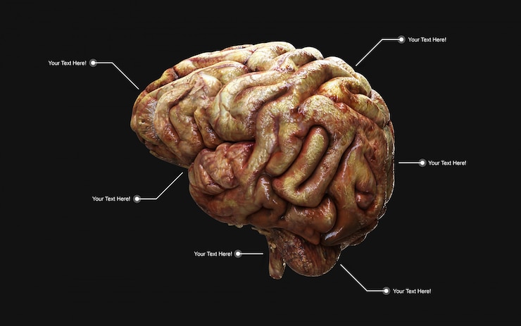 Photo medically 3d illustration of the human brain in side view isolated.