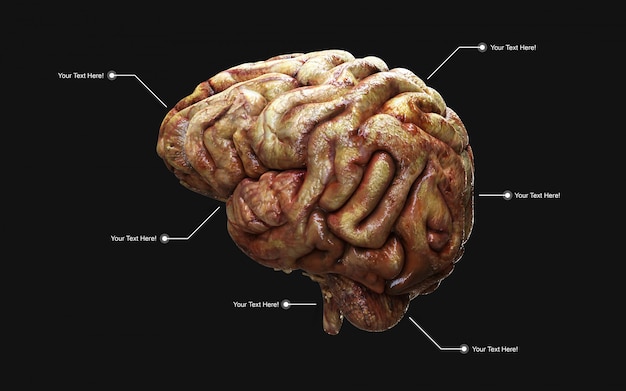 Фото Медицински иллюстрация 3d человеческого мозга в изолированном взгляде со стороны.
