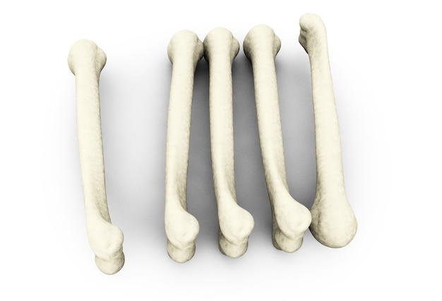 Medically accurate illustration of the femur 3d render