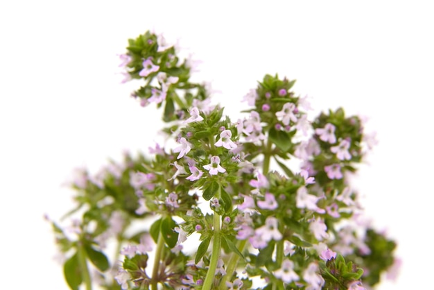 Medicinal blooming thyme herb isolated on white