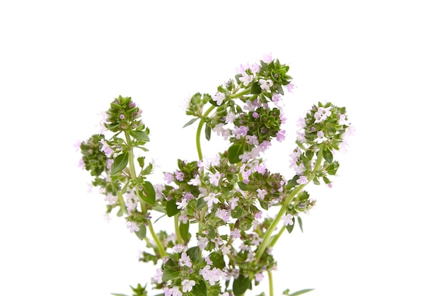 Medicinal blooming thyme herb isolated on white