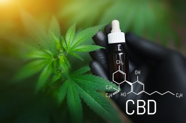 Medicinal Cannabis CBD Oil. Black gloved hand holds hemp bottle oil next to green hemp bush. CBD Cannabis Formula