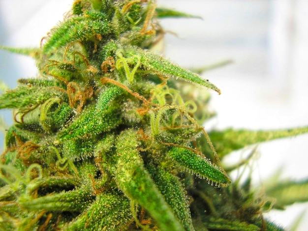 Medicinal cannabis closeup buds to attenuate chemotherapy symptoms