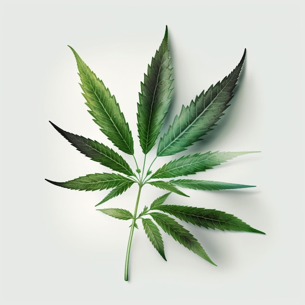 Medicinal cannabis on white background