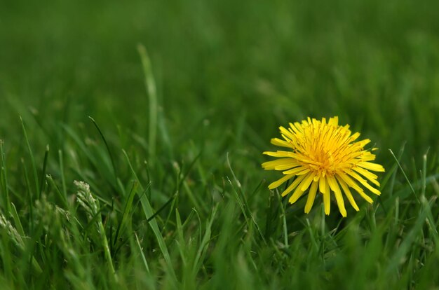 Medicinal dandelion in a bowl over white background