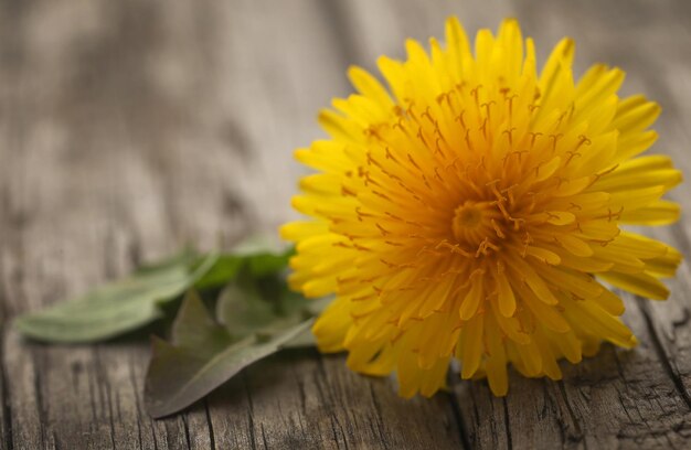 Medicinal dandelion closeup on wooden surface