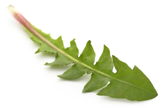 Photo medicinal dandelion leaf over white background