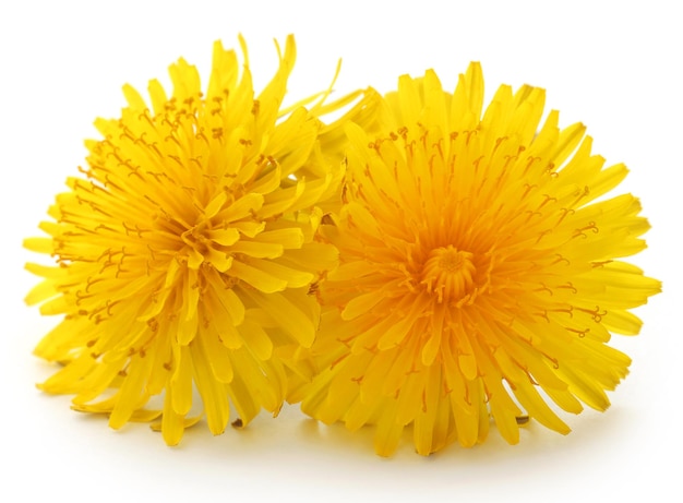 Medicinal dandelion over white background