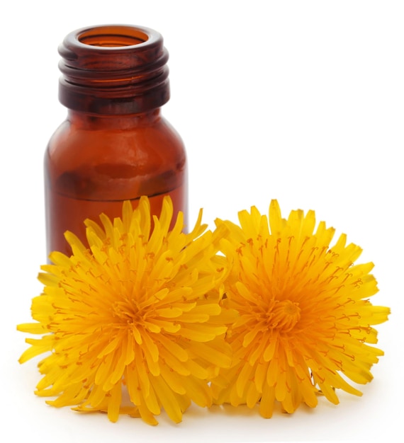 Medicinal dandelion with essential oil in a bottle over white background
