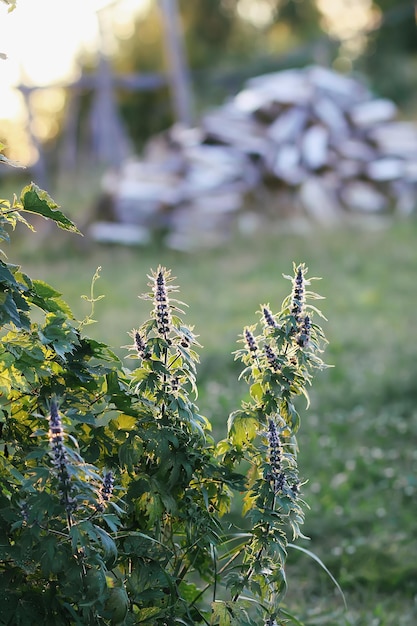 Medicinal herb honeyweed Siberian motherwort Leonurus sibiricus plant