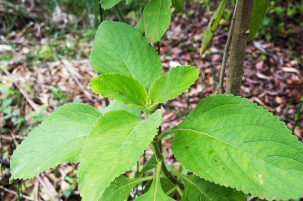 Medicinal herb Peumus boldus in nature