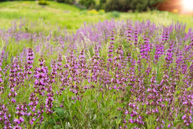 Medicinal herb prunella vulgaris with purple flowers in the garden in summer.