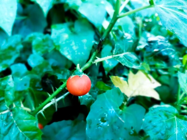 Photo medicinal herb sticky nightshade or solanum sisymbriifolium