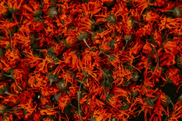 Лекарственные травы сушеных растений календулы, календулы апельсиновой. Фото высокого качества