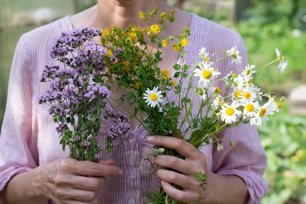 Medicinal herbs bunches in woman's hands