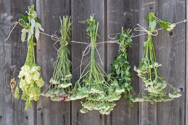 Medicinal herbs hanging and drying on wooden table