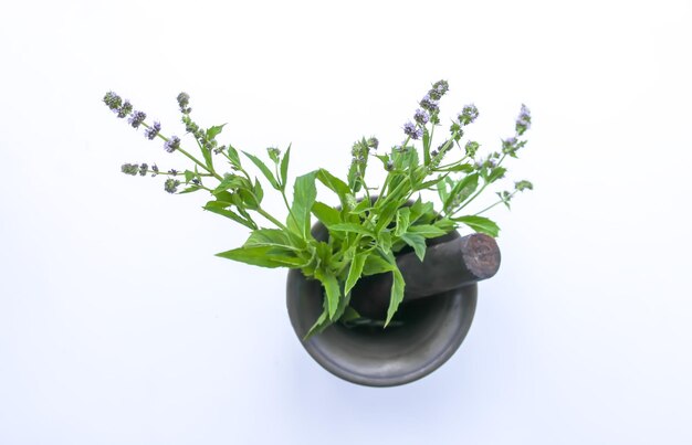 Medicinal herbs Mint plant in a brass mortar