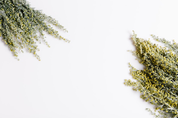 Medicinal herbs Sagebrush Artemisia mugwort on a white background