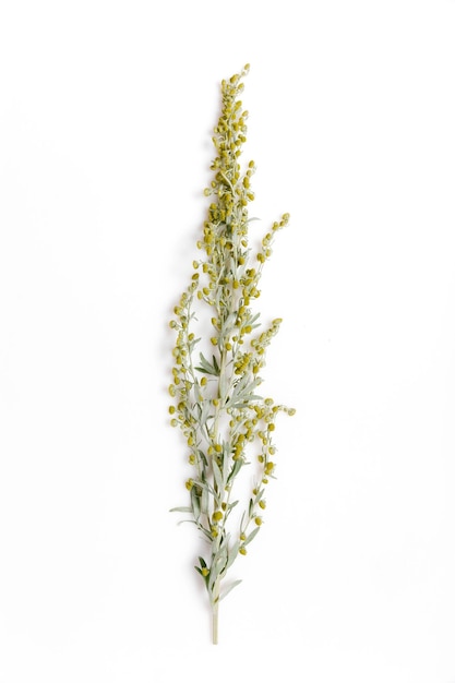 Лекарственные травы Sagebrush Artemisia mugwort на белом фоне